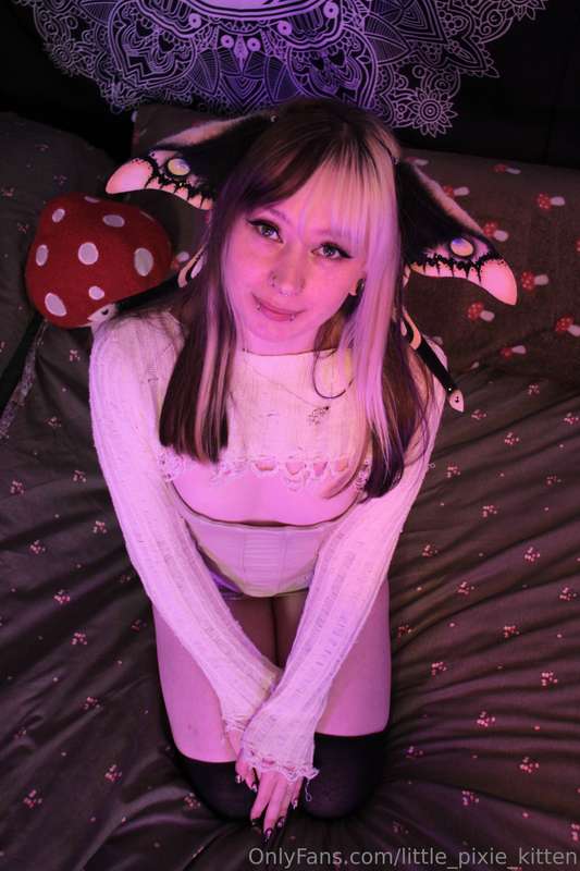 little_pixie_kitten image #1