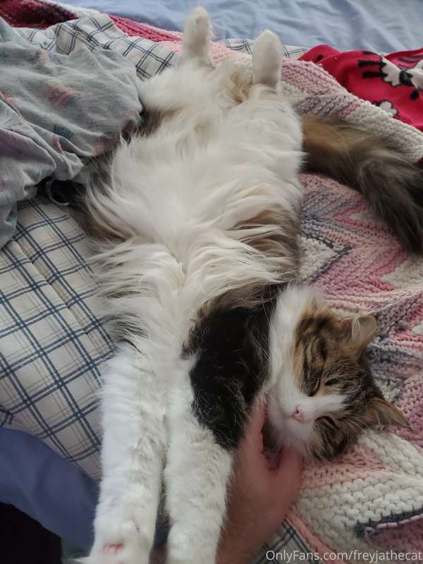 Doing some kitty yoga