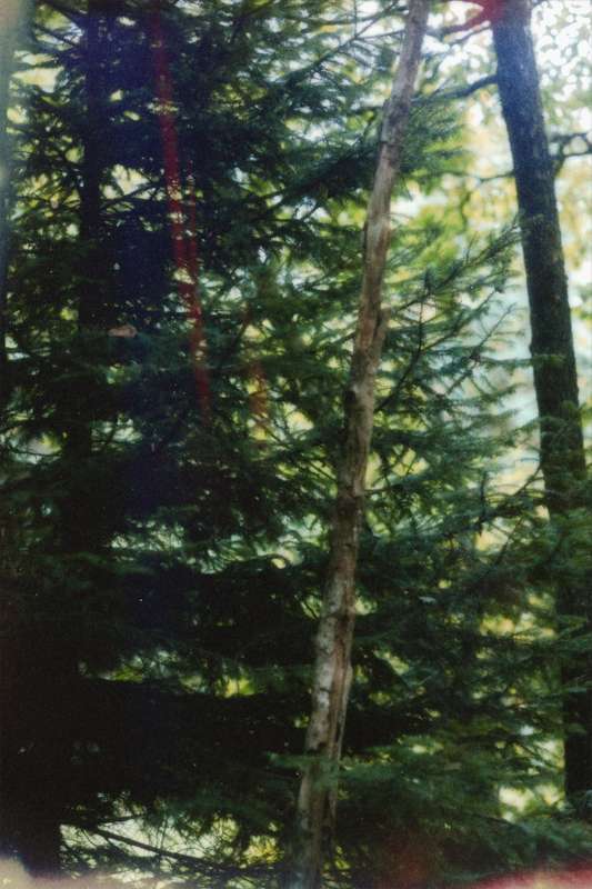 lunadlight photo