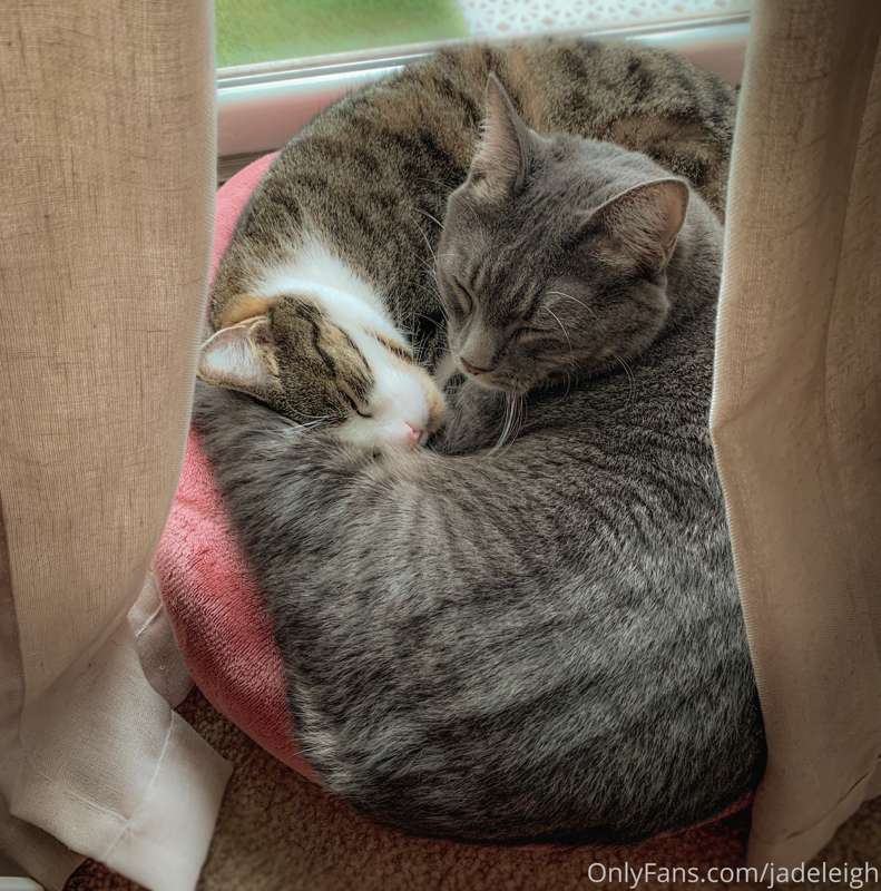 Chunk & Mouse insist on sleeping like this, even though they..