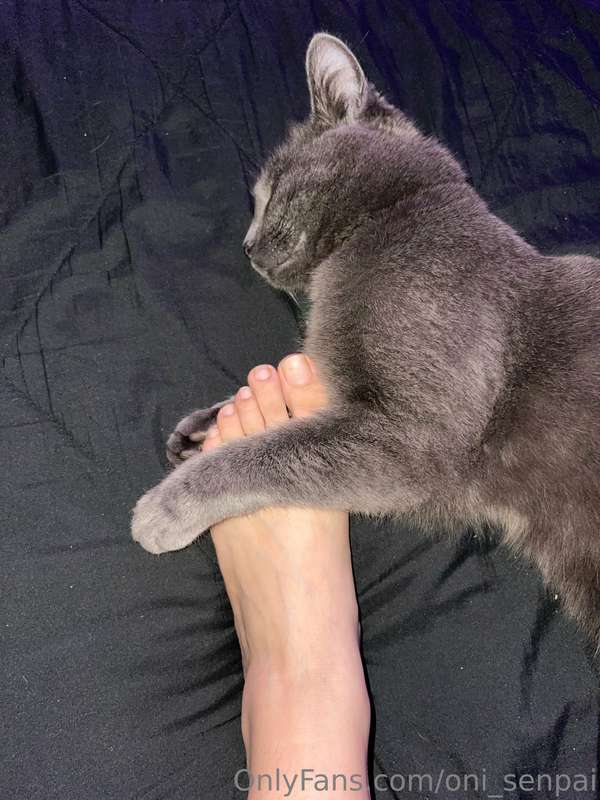 my cat is holding my foot