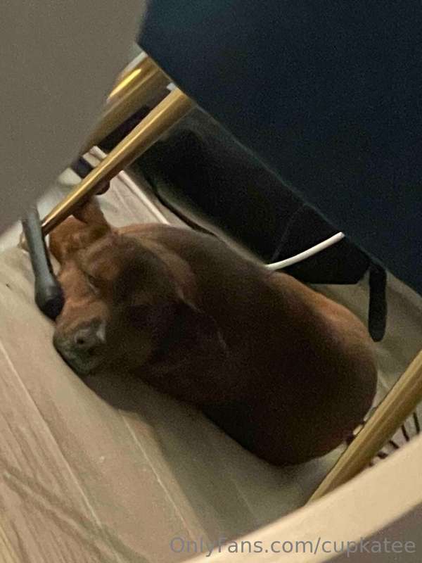 (Sorry for the quality of the photo, he does run around a lo..