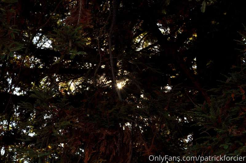 Light in the Trees, Sometimes you have to Look Threw The Dar..