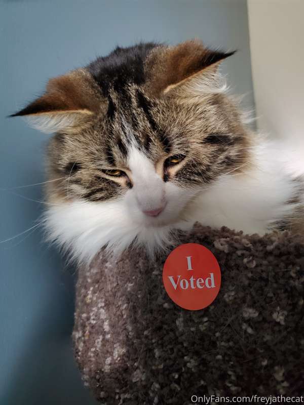 My human did the thing! Now he's watching the news and reeki..