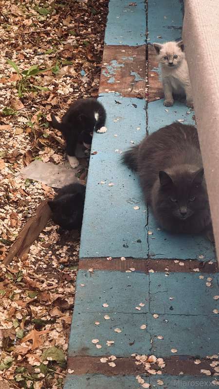 Guys. I have kittens. Feral. But I’ll make sure they find ho..