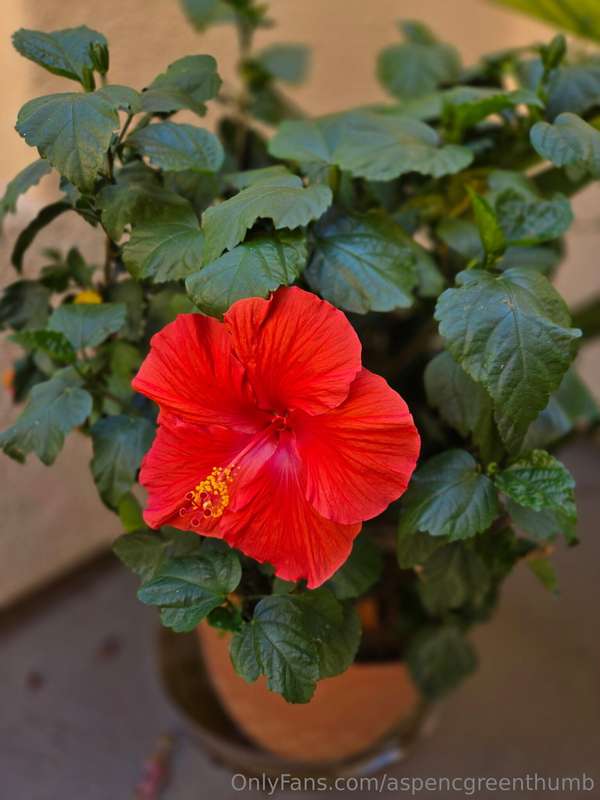 aspencgreenthumb