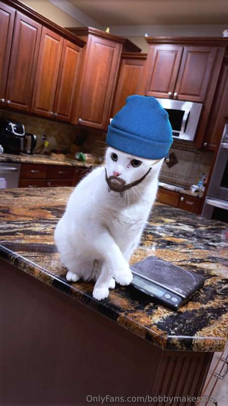 Kitty about to throw hands lmao