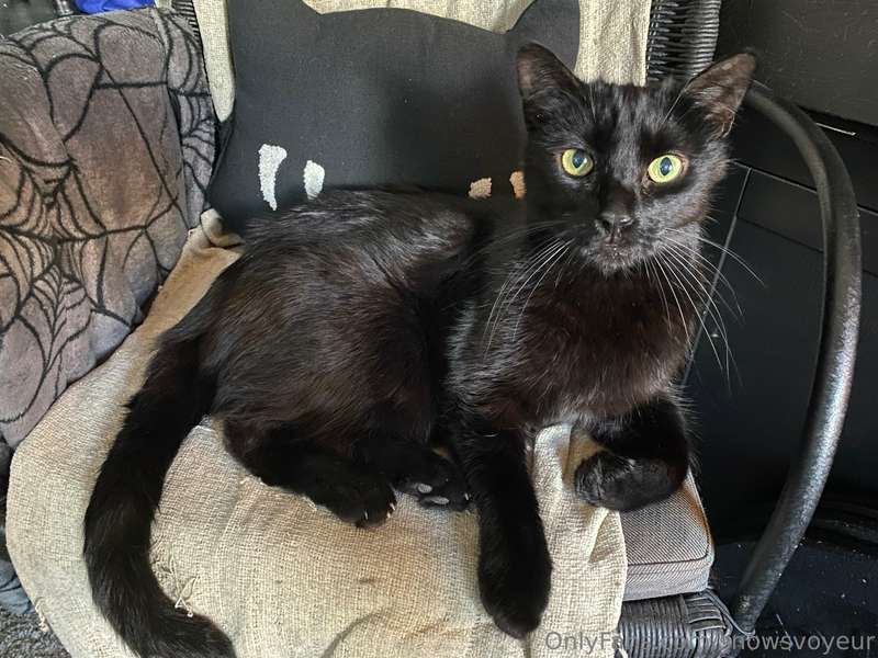 RIP to my lovely kitty

My friends,
I very much apologize fo..