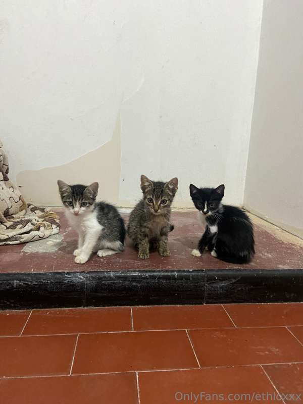 Se acuerdan de los michis? Ya están así de grandes :3