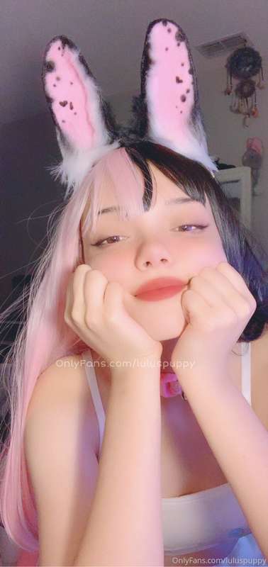 kowaipet