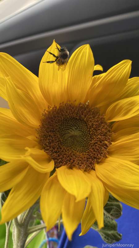 They really do bring the bees back! Side note- I got these s..