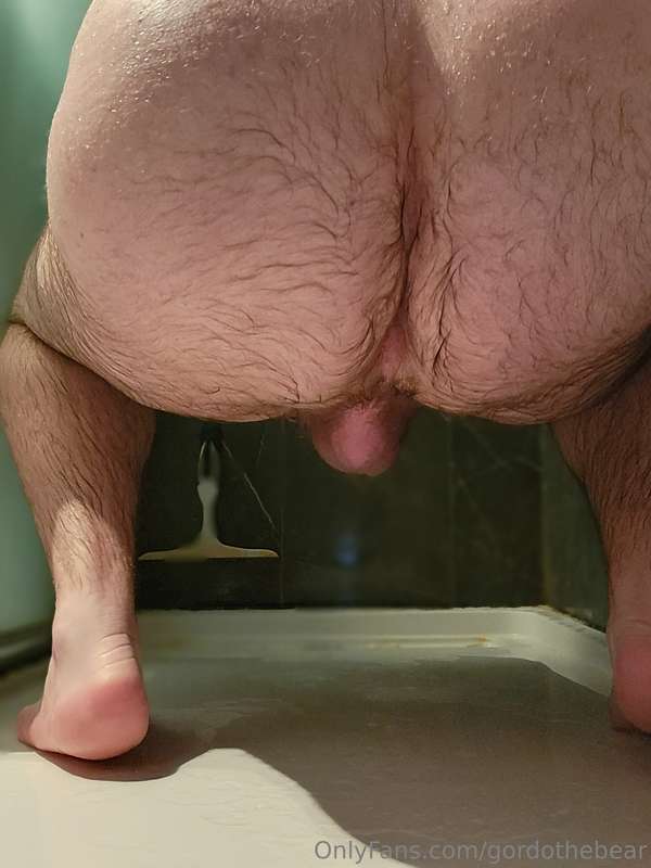 gordothebear