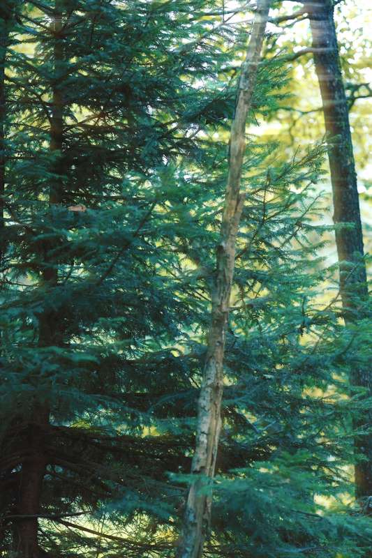 lunadlight photo
