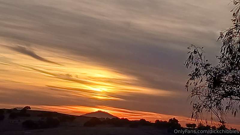 dickchibbles