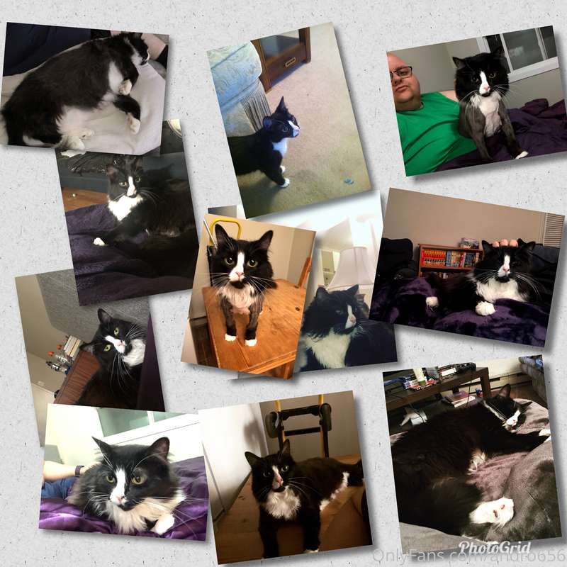 Happy #nationalcatday from my #prettykitty Samoth. She sends..