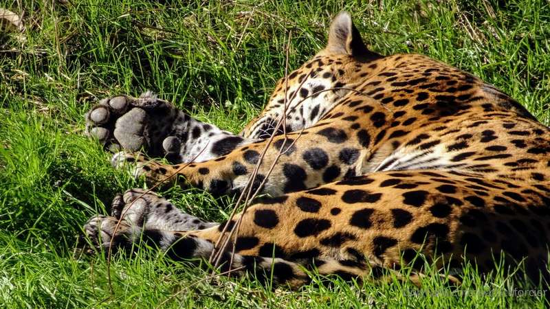A Day at The Oakland Zoo, Part 2...📸😎👍
#bayareaphotographer
..
