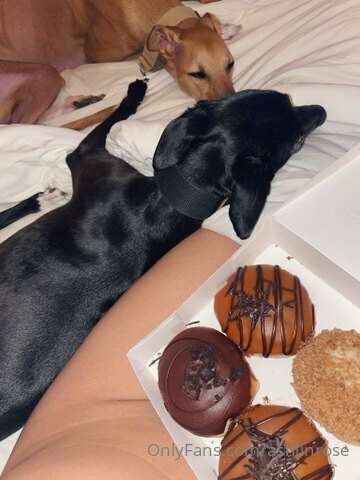 It’s my birthday! 🥳🎉🎂 I’m celebrating with dogs & doughnuts ..