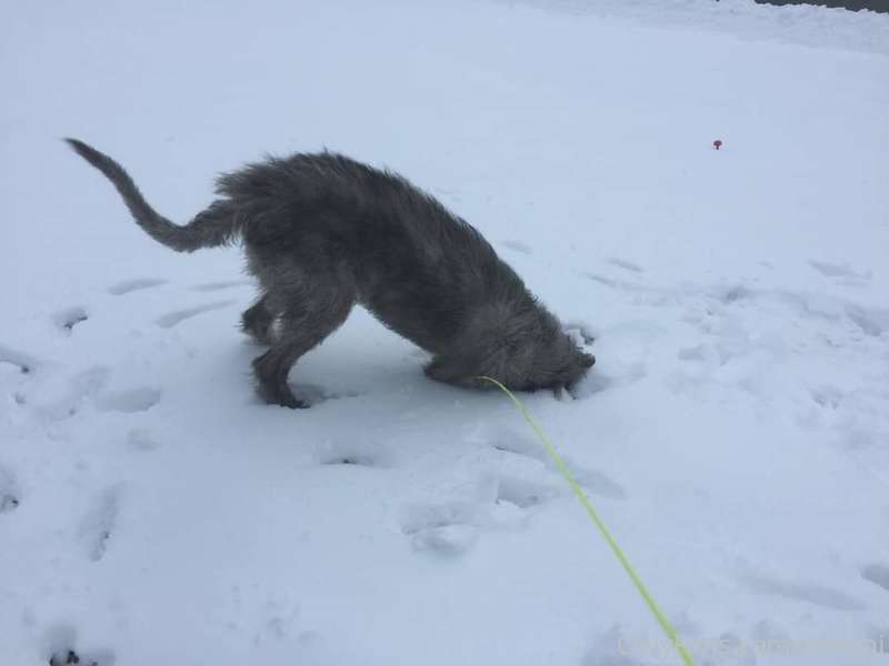 media