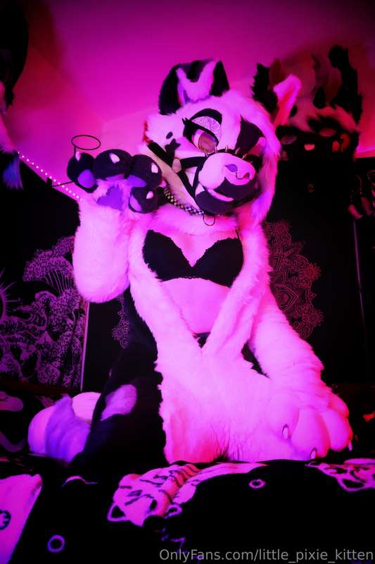 little_pixie_kitten image #9