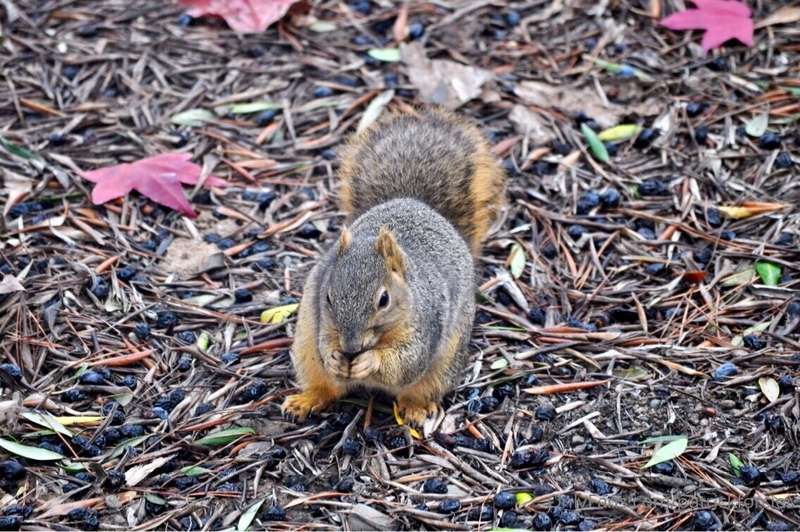 Saw a little Friend Outside having a little snack had to tak..