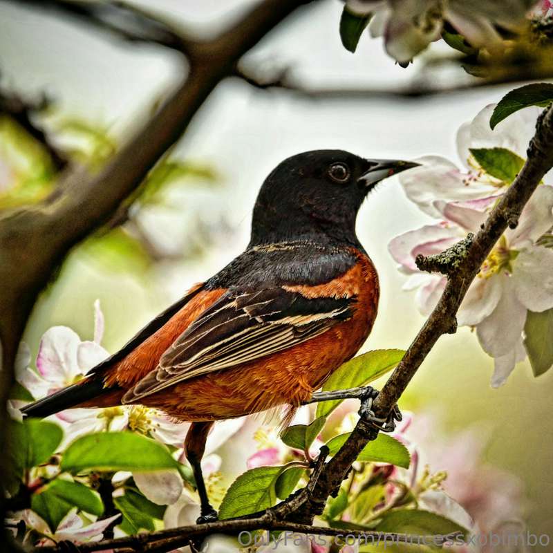 Only birds? Jk just wanted to post a picture I am proud of. ..